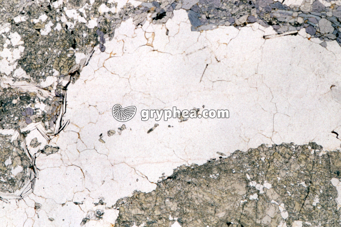 Quartz LPNA x4 - gryphea.com